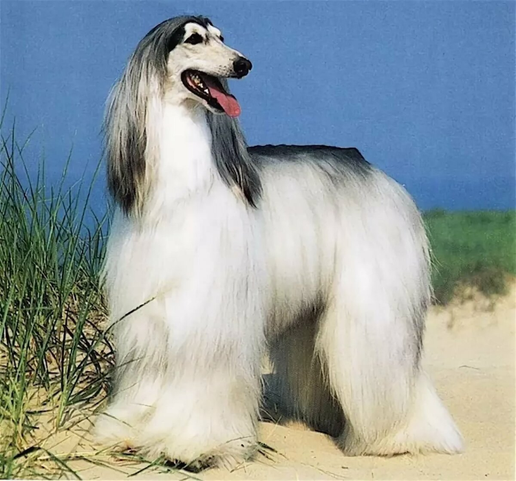 Порода Южнорусская овчарка