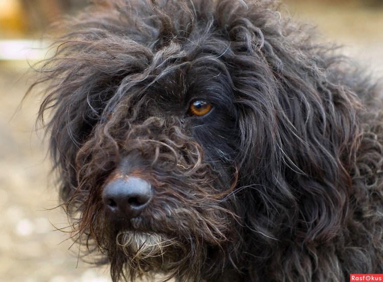 Южнорусская овчарка