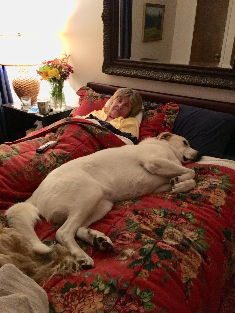 Бабушка и много собак