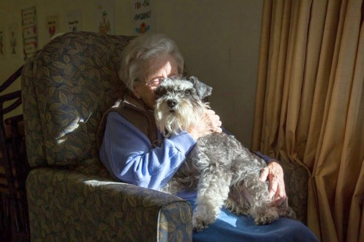 Собачка для пенсионеров