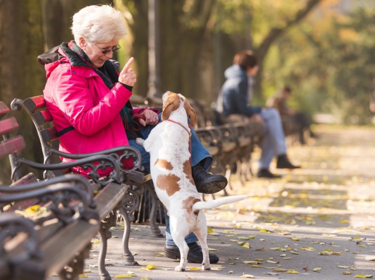 Прогулки с собакой пожилая женщина