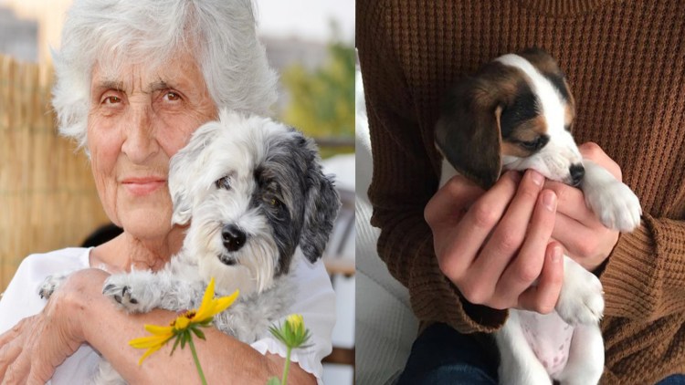 Бабушка гуляет с собакой