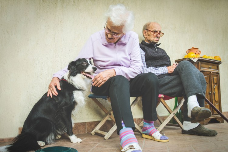 Вельш корги пемброк Елизавета 2