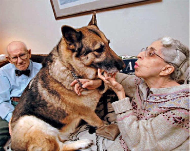 Гуляет с собакой карикатура