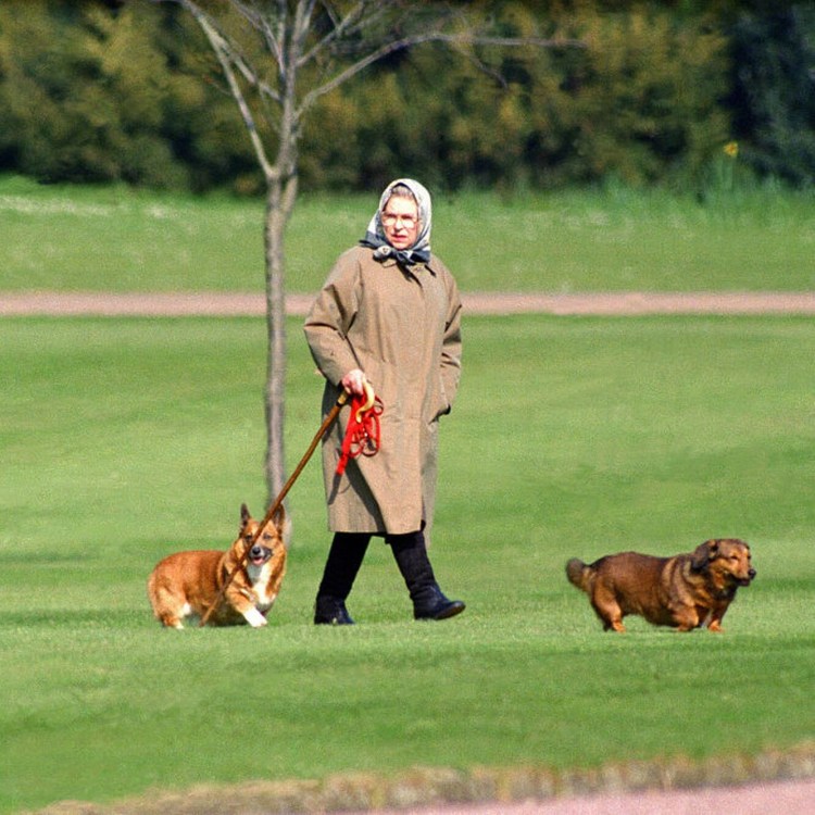 Женщина связала себя и свою собаку крючком