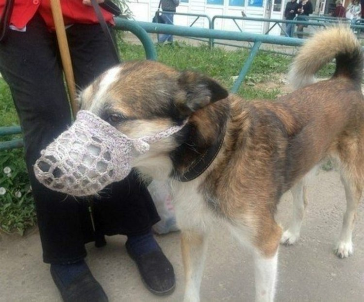 Бабушка с собачкой