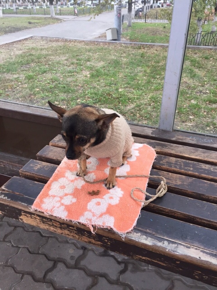 Пожилые люди и животные