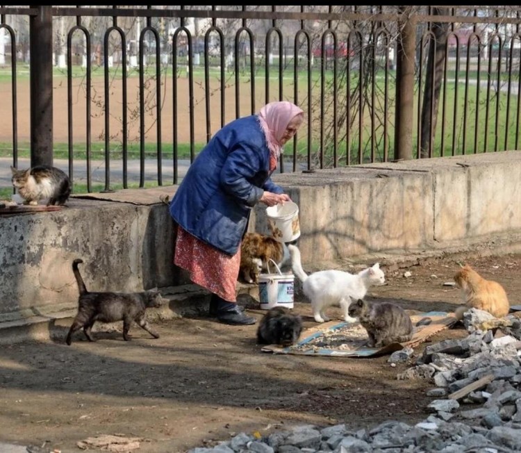 Животные друзья человека
