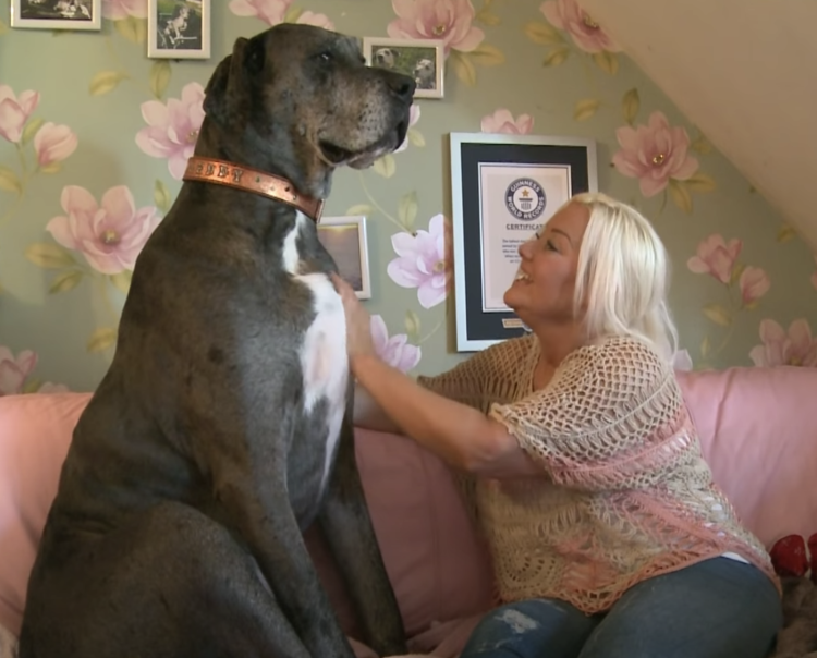 Бабушка с немецкой овчаркой