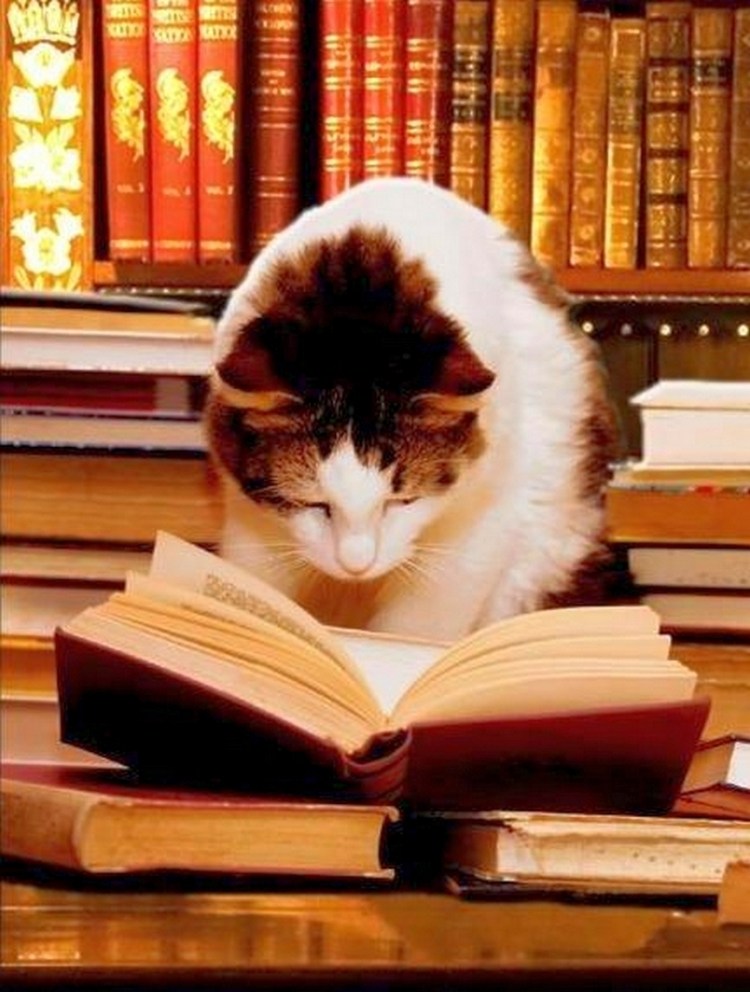 Котик с книжкой