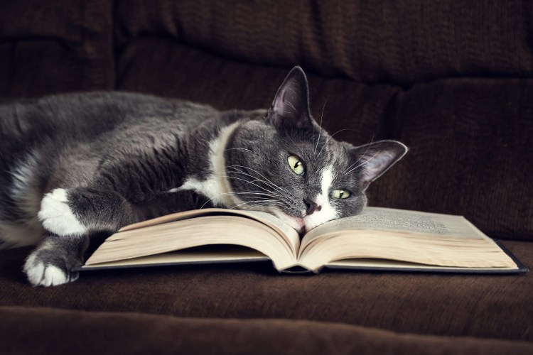 Кошка с книжкой