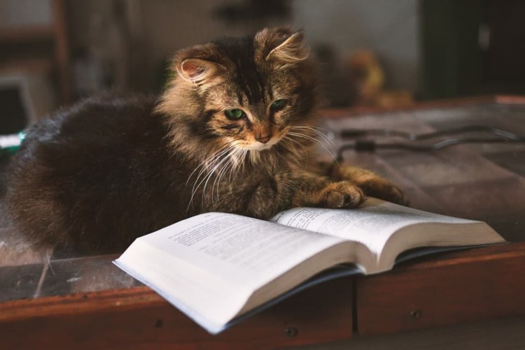 Кошка с книжкой