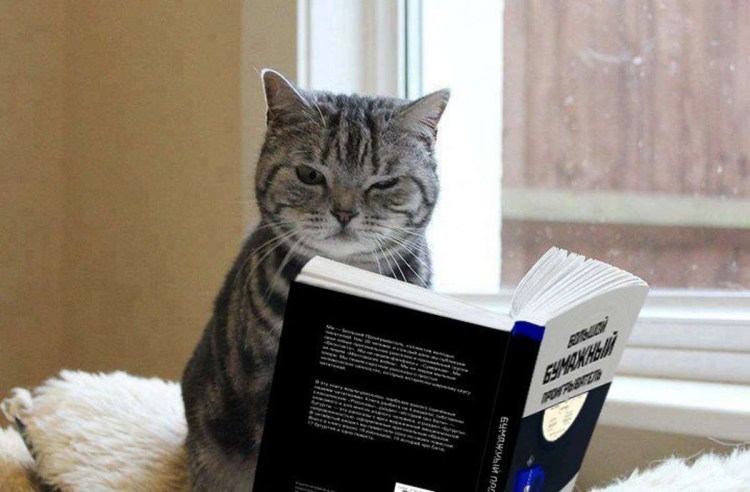 Кот над книгой