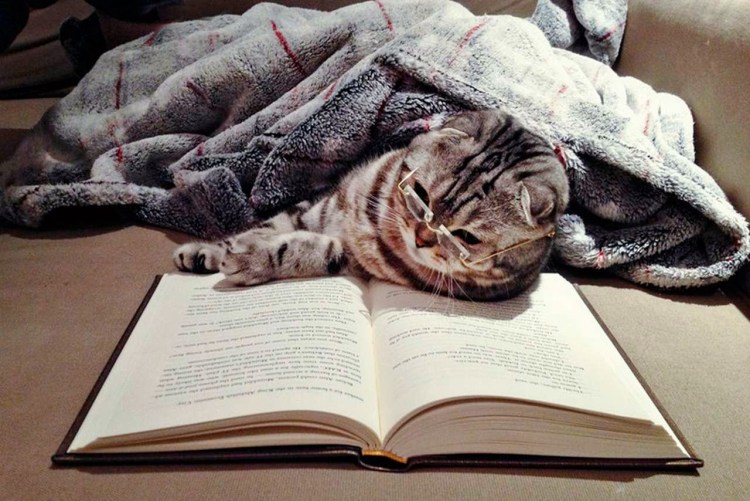 Котик с книжкой