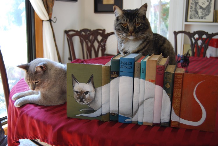 Кот сидит с книжкой