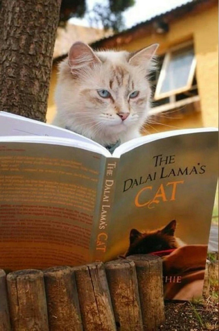 Кот читает книгу