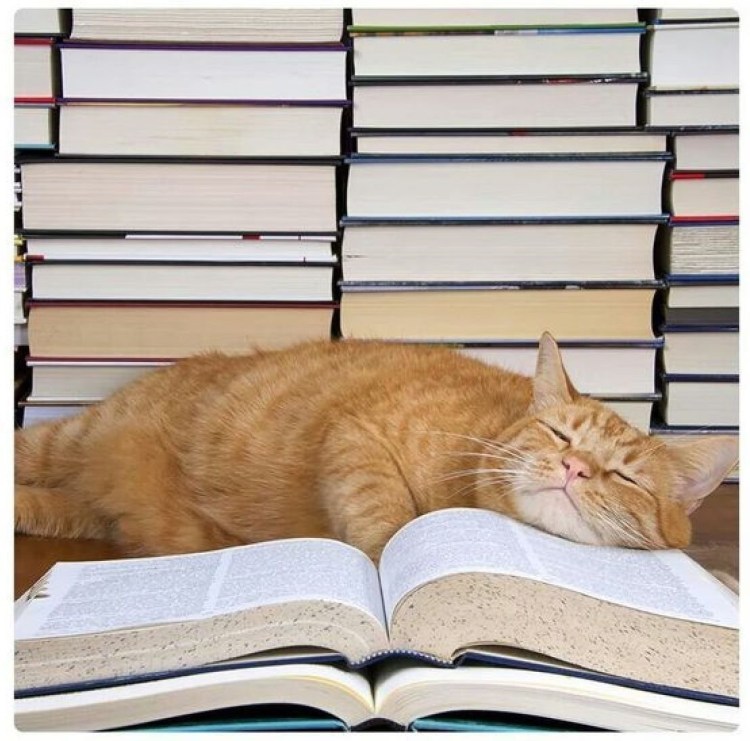 Кот с книгой