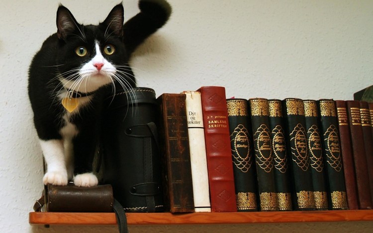 Коты и книги