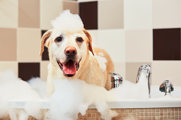 Мытье собаки