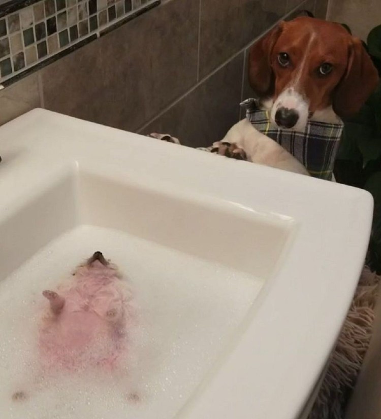 Ванна для собак