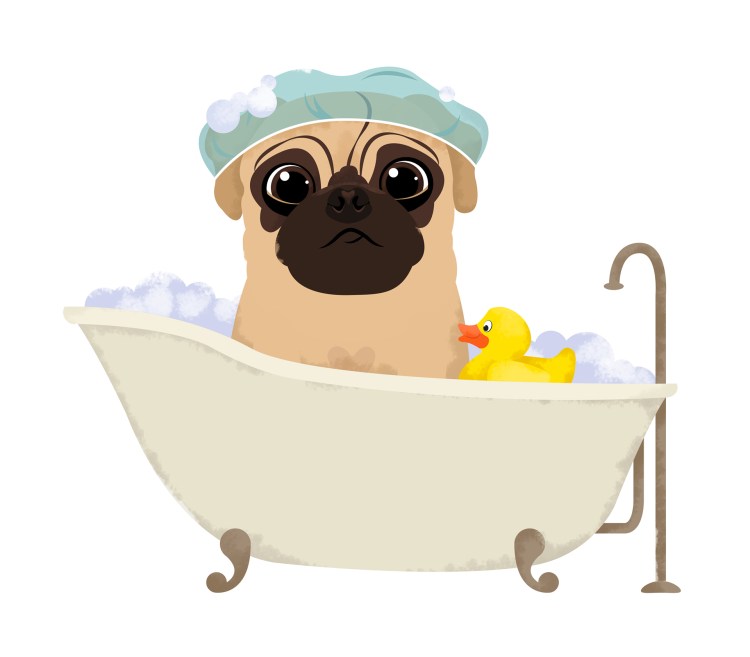 Мопс купается в ванной