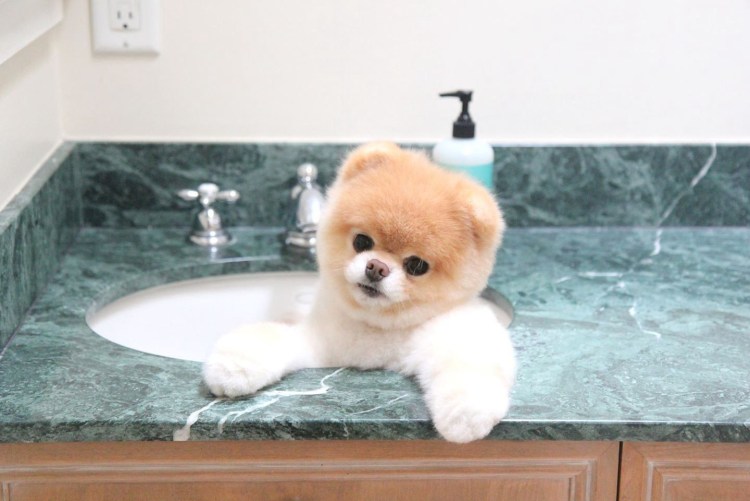 Купают померанского шпица
