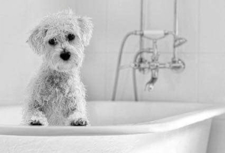 Щенок в ванне