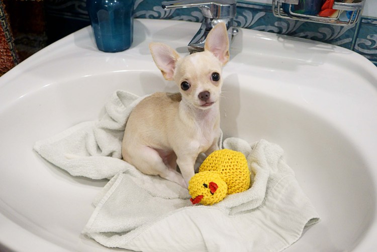 Собака в ванной