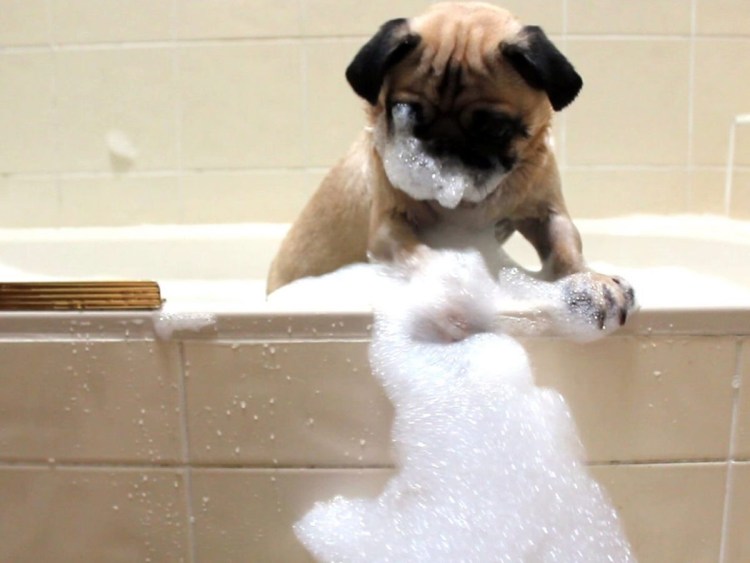 Собака моется