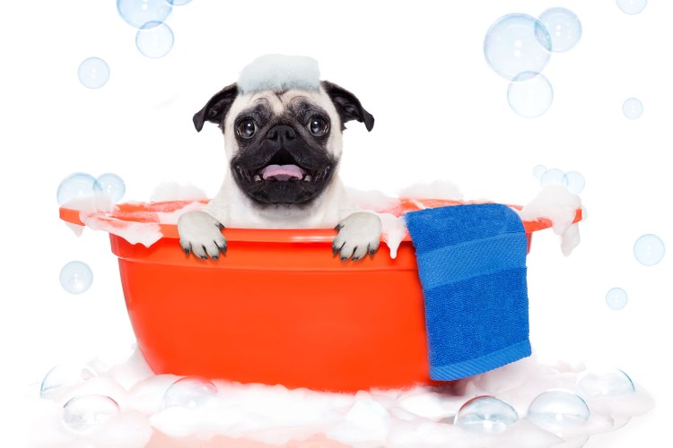 Собака с уточками в ванной