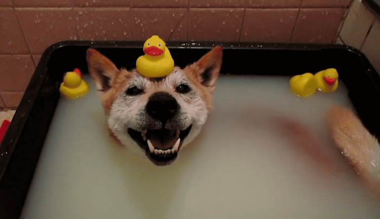 Собака в ванной