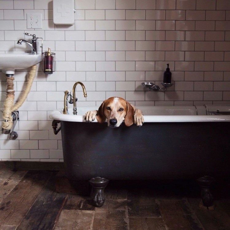 Собака в ванной