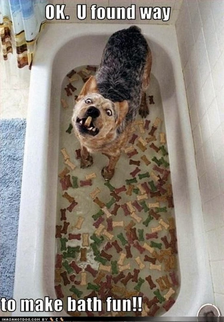 Смешная собака в ванне