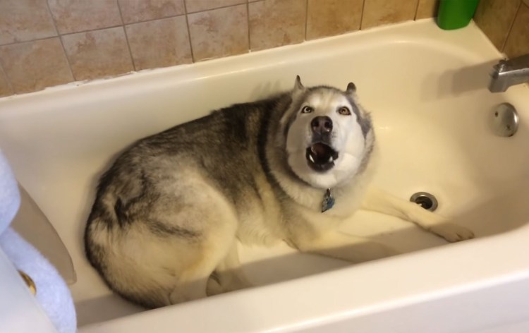 Хаски в ванной