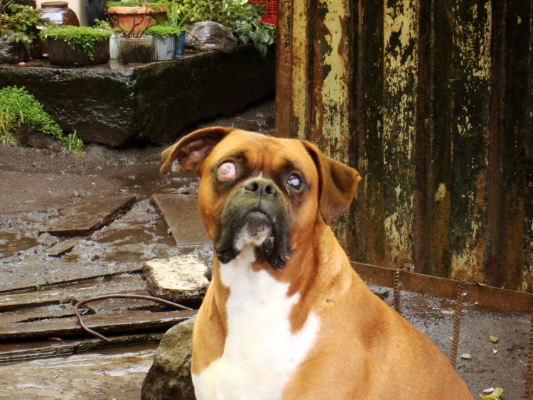 Фолликулярный конъюнктивит у собак