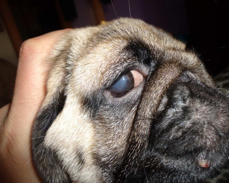 Симптомы атопического дерматита собак