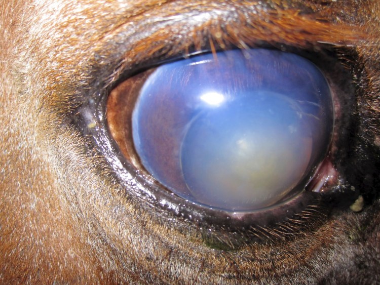 Глаукома и катаракта у кошек