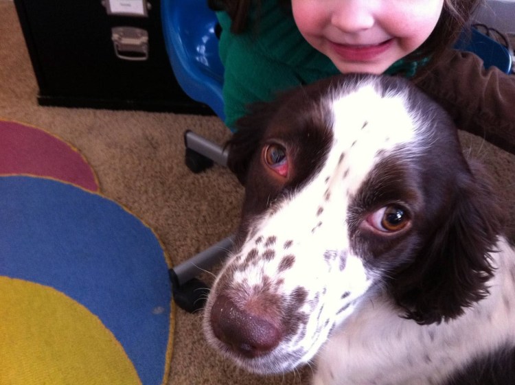 Лептоспироз Ветеринария