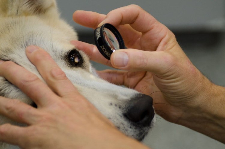 Глаукома и катаракта у кошек