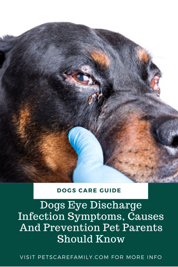 Фолликулярный конъюнктивит у собак