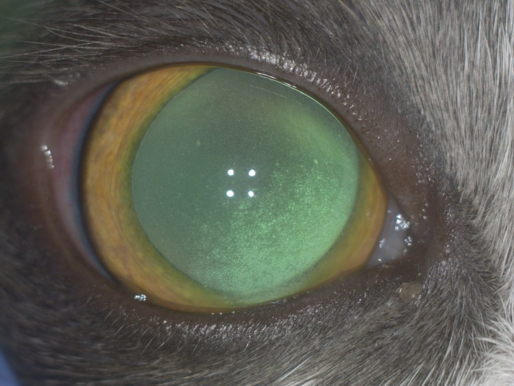 Пигментозный кератит у собак