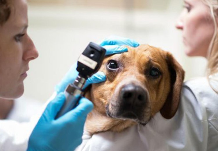 Воспаление конъюнктивы у собак