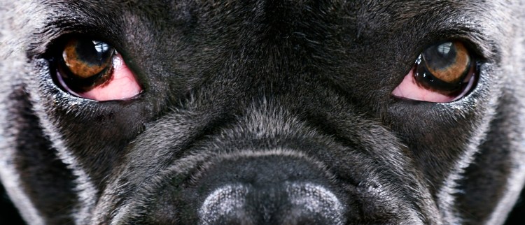 Бигль гетерохромия