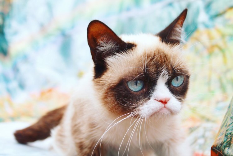 Грампи Кэт порода