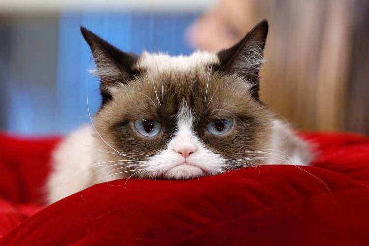 Перс мордочка