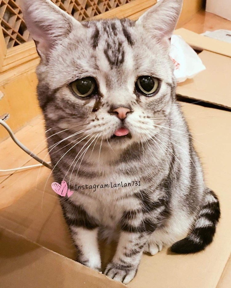 Морда Персидского кота