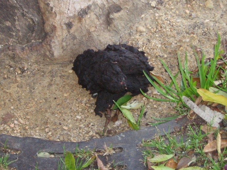 У собаки фекалии зеленого цвета