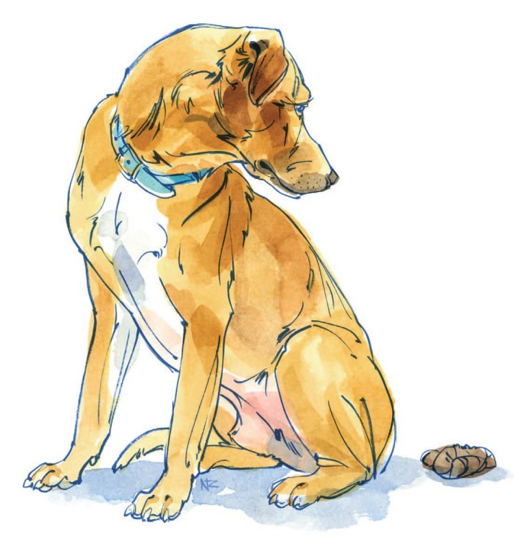 Кровавые какашки собаки