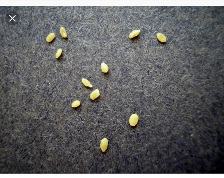 Сколько раз в день должен какать щенок