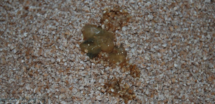 Жидкий кашицеобразный стул